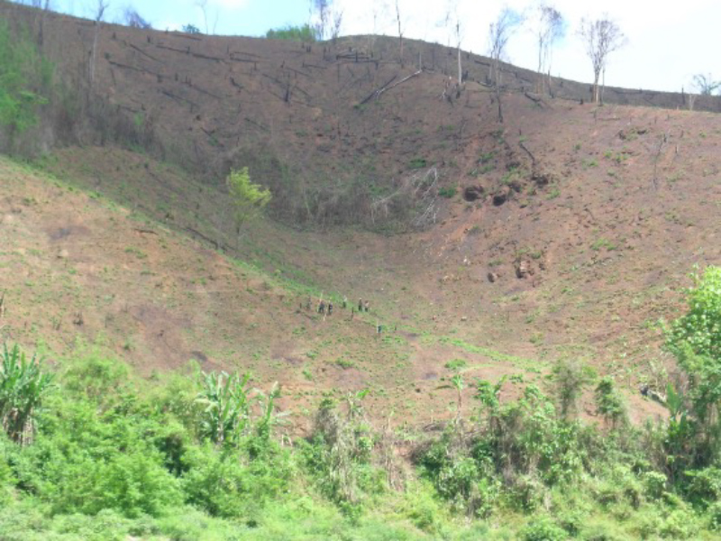 写真２　焼き畑農業の様子